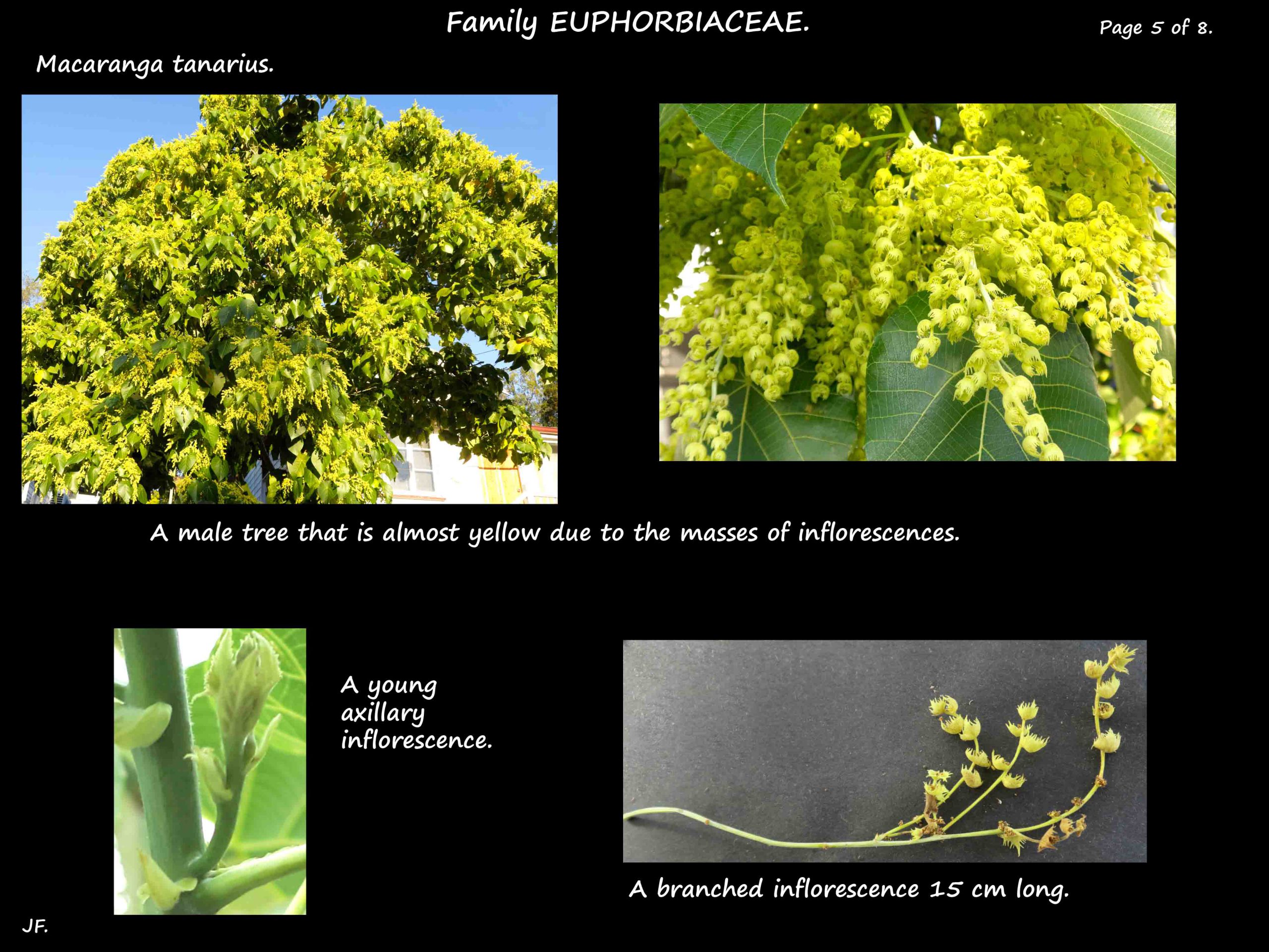 5 Macaranga tanarius inflorescences